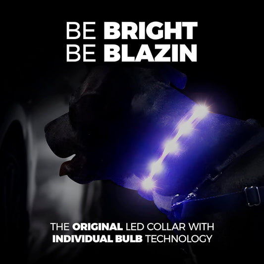 Blazin Bright Dog Glow Collars